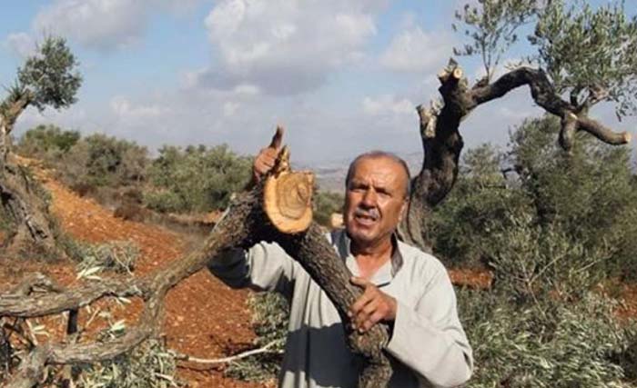 Seorang warga Pelastina di Tepi Barat menunjukkan pohon zaitun miliknya yang ditebang pemukim Yahudi. (Foto:Wafa)