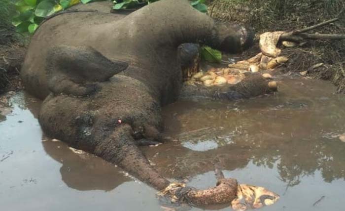 Dita, gajah berusia 25 tahun penghuni Suaka Marga Satwa Balai Raja, Riau, mati dengan isi perut berhamburan. (Foto:Riau1.Com)