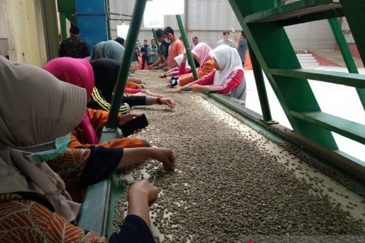Produk kopi arabica gayo menjalani proses pemilihan biji terbaik sebagai kualitas ekspor di Koperasi Baburrayan, Kabupaten Aceh Tengah. (Foto: dok/antara)