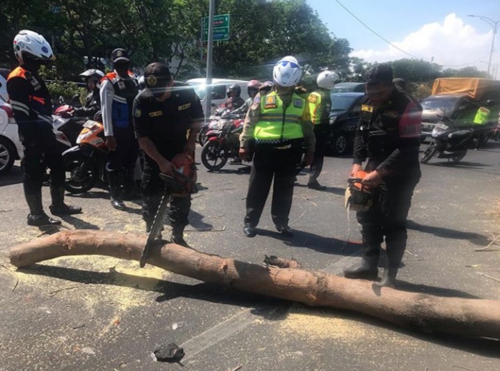 Petugas motong batang pohon yang menimpa pengguna jalan hingga meninggal. (Foto: istimewa)