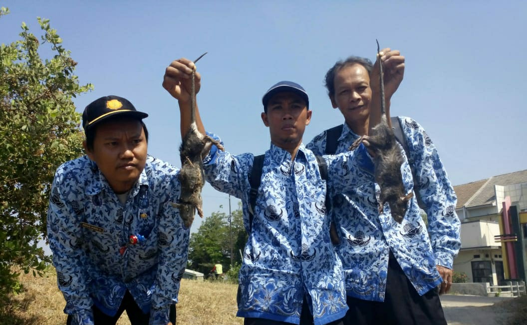 Dinas Pertanian dan Perkebunan Kab. Kediri terjunkan tim atasi hama tikus. (Foto: Fendi/ngopibareng.id)
