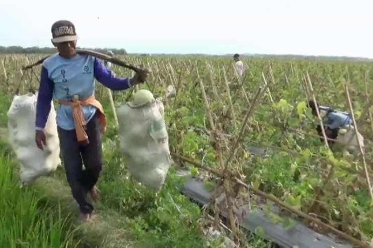 Petani melon Ngawi memanen hasil perkebunan mereka. (Foto: dok/antara)