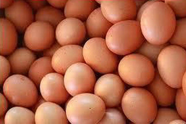 Ilustrasi telur ayam ras
