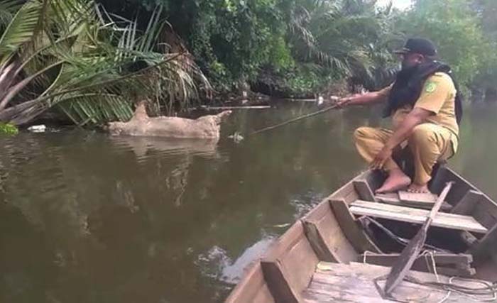 Petugas menyisir Sungai Bederah, Kota Medan, untuk menyingkirkan bangkai babi yang mengambang sejak pekan lalu. (Foto:MataTelinga)