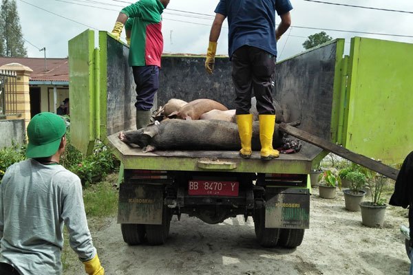 Petugas mengevakuasi puluhan babi yang mati terkena wabah virus Hog Cholera. (Foto: ant)