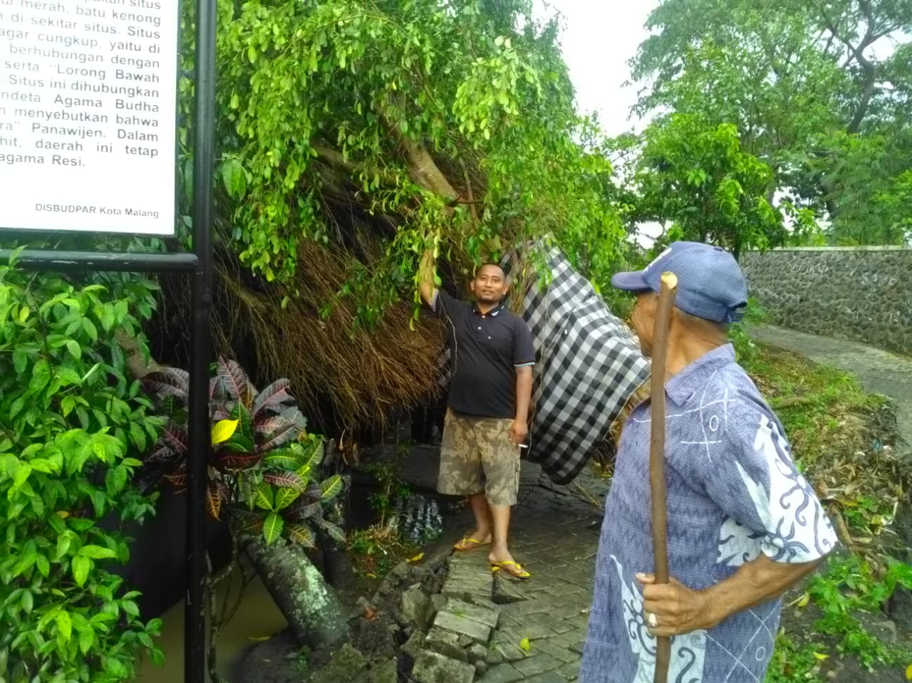 Pohon beringin yang tumbang di kompleks Situs Kendedes (Foto: Istimewa)