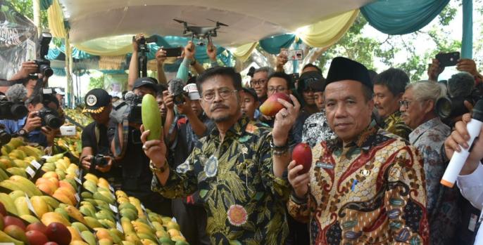 Mentan Syahrul Yasin Limpo didampingi Wabub Pasuruan, KH Mujib Imron melihat panen raya mangga. (Foto: Dok Humas)