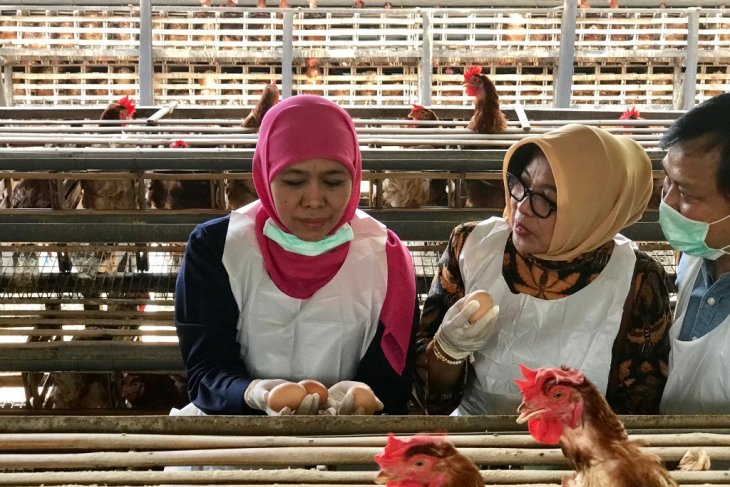 Gubernur Jatim Khofifah Indar Parawansa saat meninjau langsung telur ayam ras di peternakan ayam di Desa Kambingan, Kecamatan Tumpang, Kabupaten Malang, Jawa Timur, Minggu 17 November 2019. (Foto: Antara/Fiqih Arfani)