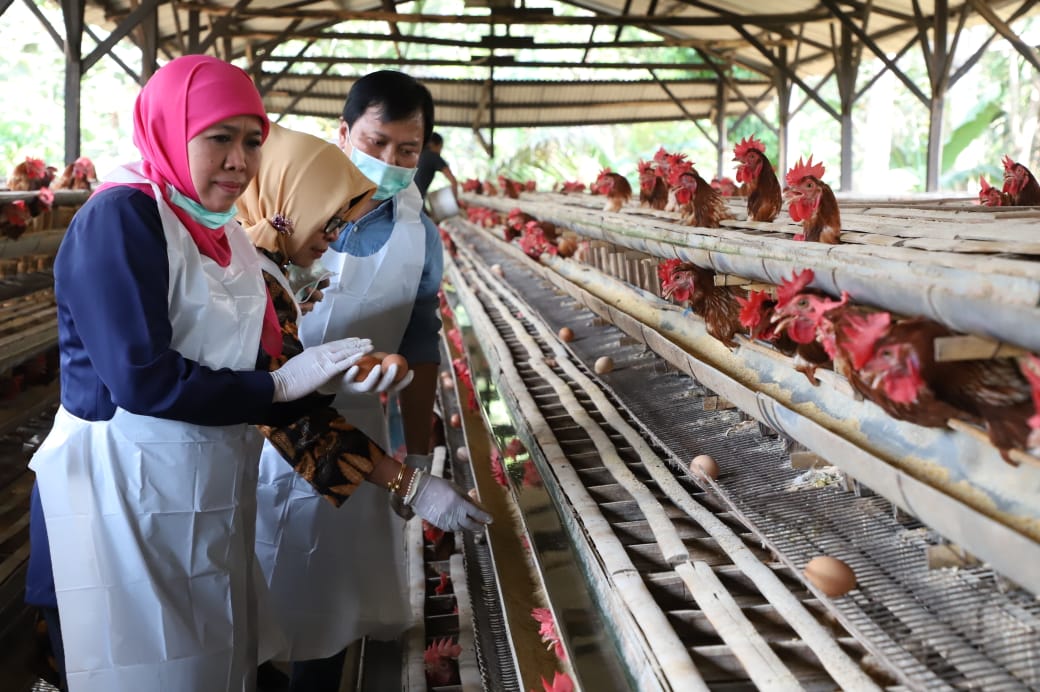 Gubernur Jatim Khofifah Indar Parawansa saat sidak di rumah produsen ayam di Malang. (Foto: Istimewa)