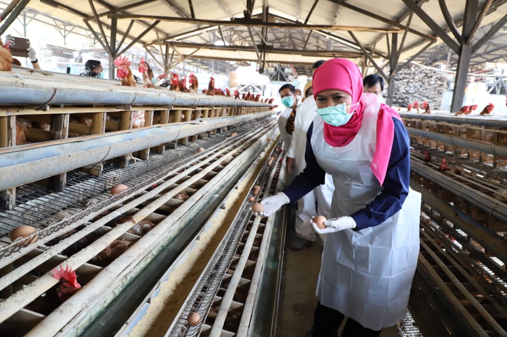 Gubernur Jatim Khofifah Indar Parawansa saat sidak di rumah produsen ayam di Malang. (Foto: Istimewa/ngopibareng.id)