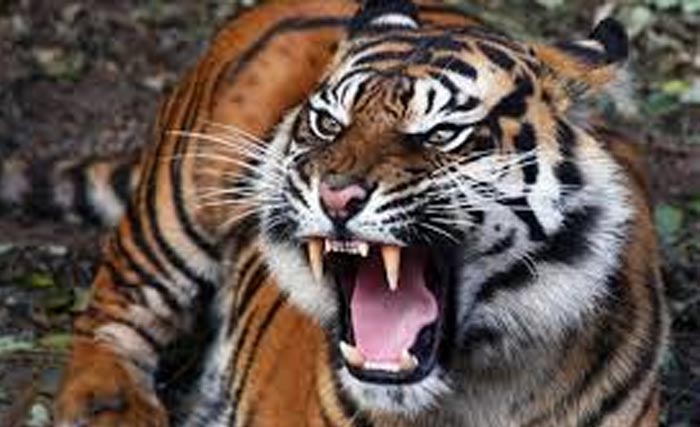 Ilustrasi jenis harimau sumatera yang menerkam Kuswanto. (Foto:BKSDA Sumsel)