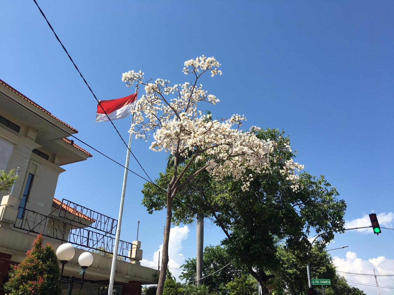 Bunga Tabebuya bermekaran di depan Gedung DPRD Kota Surabaya. (Foto: Haris/ngopibareng.id)