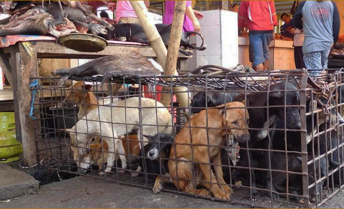 Beberapa ekor anjing siap dipotong untuk dikonsumsi di Solo. (Foto:Istimewa)