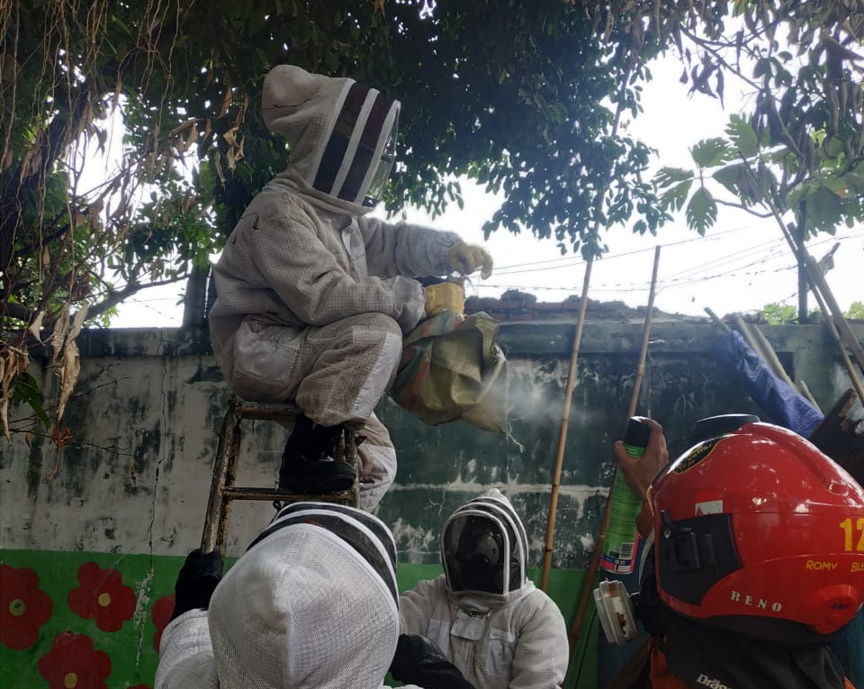 Petugas PMK Surabaya saat mengevakuasi sarang tawon. (Foto: Istimewa/ngopibareng.id)