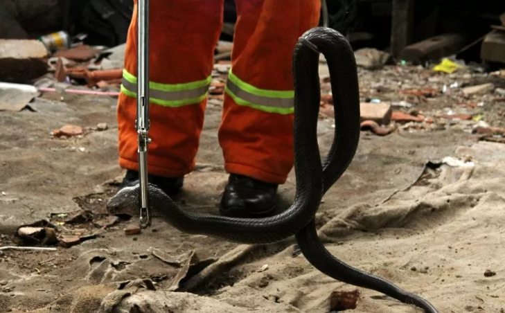 Petugas dinas pemadam kebakaran melakukan evakuasi seekor ular King Kobra (Ophiophagus Hannah) saat ditemukan di kawasan permukiman warga Jakasampurna, di Bekasi, Jawa Barat, Kamis 12 Desember 2019. (Foto: Antara/Risky Andrianto)