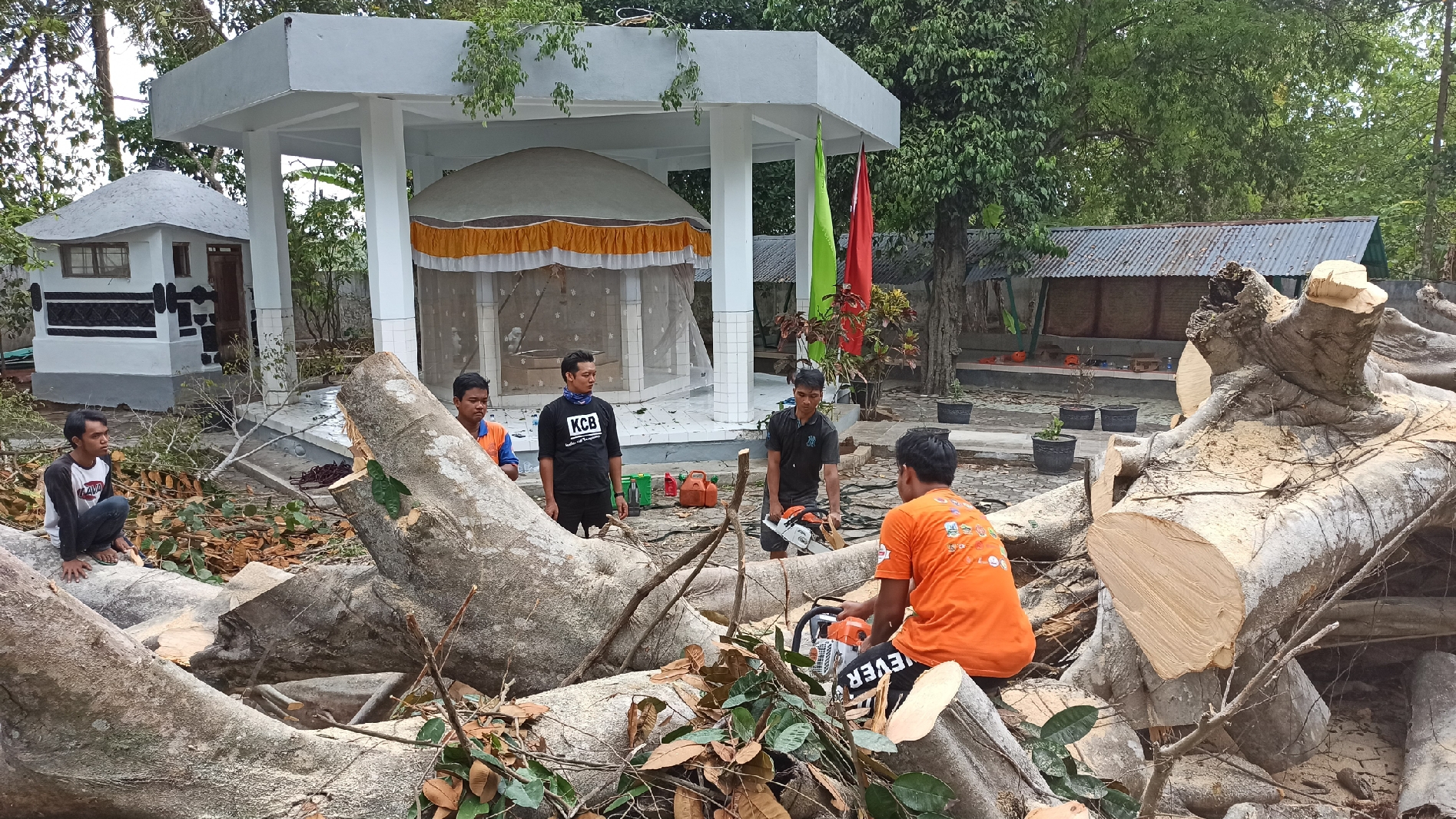 Petugas TRC BPBD Banyuwangi sedang memotong pohon beringin yang tumbang di area Situs Persemedian Prabu Tawangalun (Foto : Muh Hujaini/ngopibareng.id)