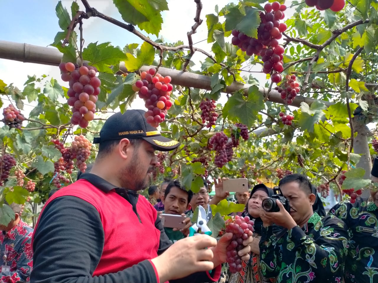 Wali Kota Probolinggo Hadi Zainal Abidin memetik anggur di kebun Dinas Pertanian dan Ketahanan Pangan. (Foto: Ikhsan/ngopibareng.id)