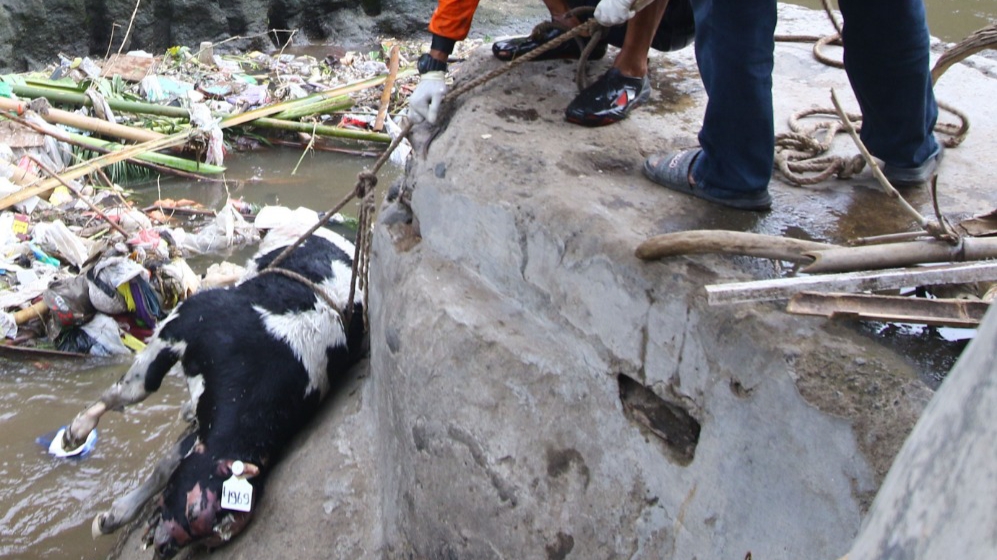Bangkai seekor sapi hanyut di sungai. (Foto: Theo/ngopibareng.id)