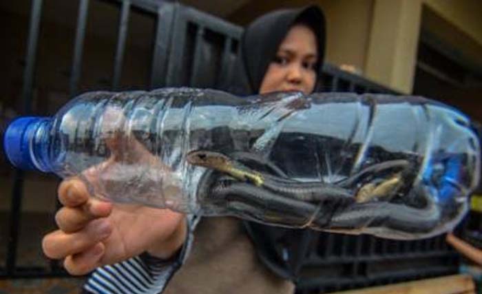 Anak ular kobra yang berhasil diamankan warga di Jakarta Selatan. (Foto:BBC)