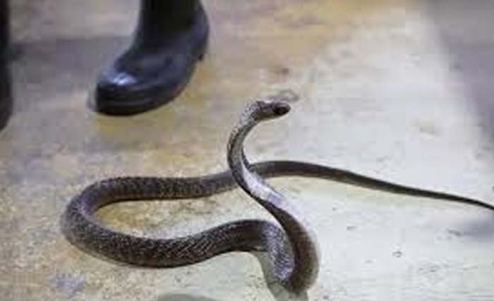Induk ular kobra lolos dari tangkapan petugas Damkar Jakarta Timur