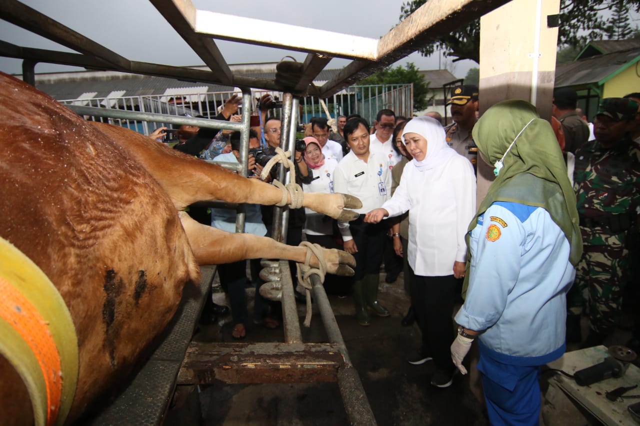 Gubernur Jawa Timur saat meninjau salah satu rumah potong hewan di Jawa Timur. (Foto: Istimewa)