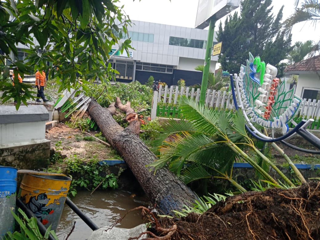 Pohon tumbang yang menimpa pagar Kantor Pegadaian, Kepanjen, Malang (Foto: Istimewa)