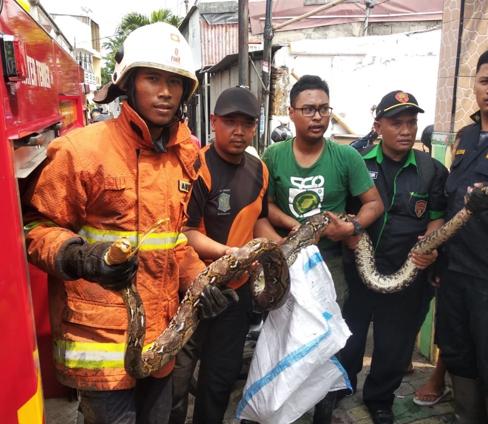 Ular Phyton sepanjang 4 meter yang berhasil dievakuasi petugas Damkar Kota Surabaya. (Istimewa)