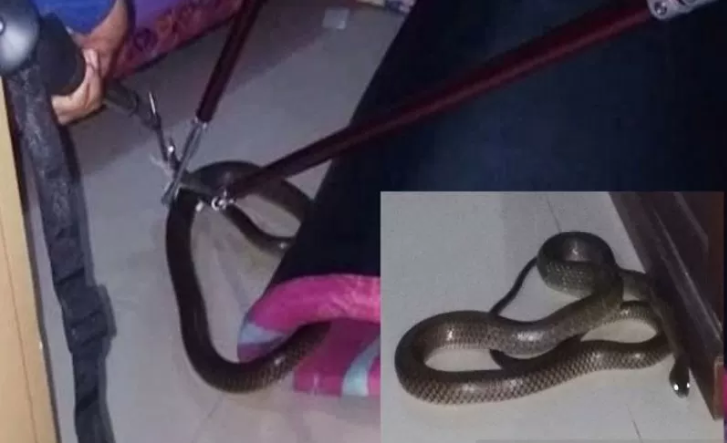 Petugas Dinas Pemadam Kebakaran dan Penyelamatan Kotawaringin Timur menangkap ular kobra yang masuk ke rumah warga di Perumahan Arjuno 1 Jalan Tjilik Riwut, Senin 23 Desember 2019. (Foto: Antara/HO Dinas Pemadam Kebakaran dan Penyelamatan Kotawaringin Timur)