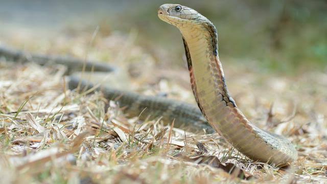Ilustrasi ular kobra. (Foto: Istimewa)