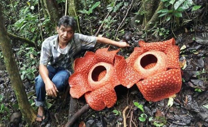 Bunga rafflesia  yang ada di Kecamatan Tanjungraya, Kabupaten Agam, Sumbar bakal jadi terbesar di dunia. (Foto:Antara)