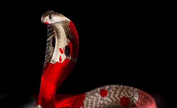 Ilustrasi ular kobra. (Ngobar)