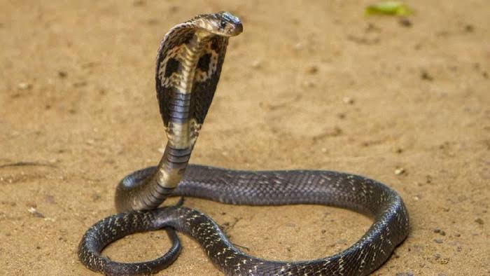 Ilustrasi ular kobra. (Foto: Istimewa)