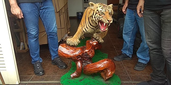 Salah satu hewan langka yang disimpan dengan diawetkan ini adalah Harimau Sumatera. (Foto: Ant)