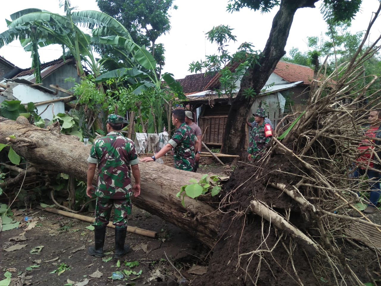 TNI dibantu warga mengevakuasi pohon besar yang tumbang di Kraksaan, Kabupaten Probolinggo. (foto: Istimewa/ngopibareng.id)