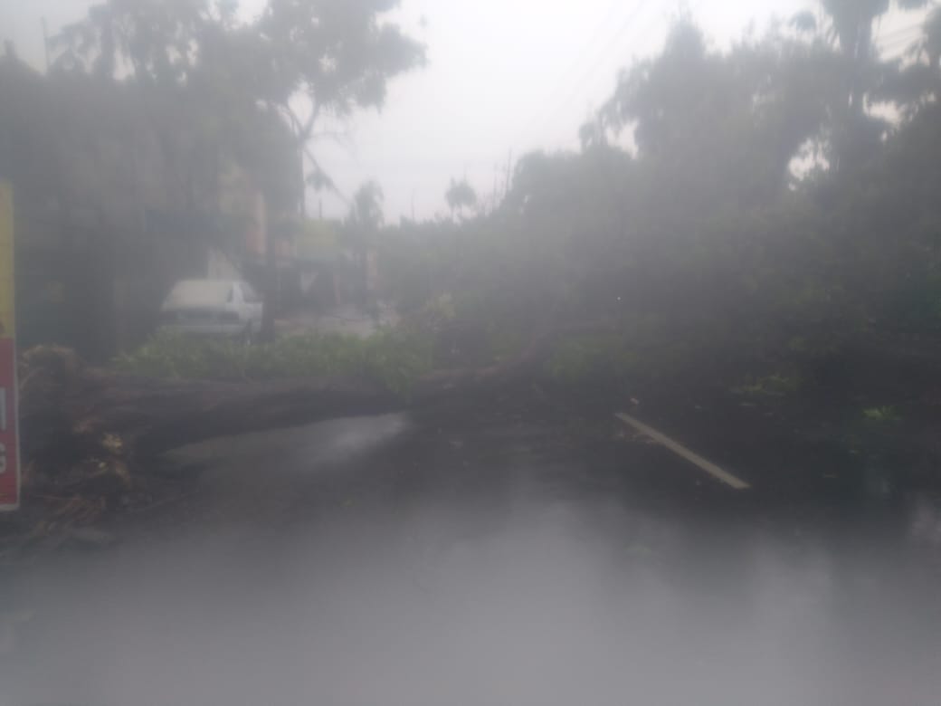 Pohon tumbang di Jalan Wiyung. (Foto: Istimewa)