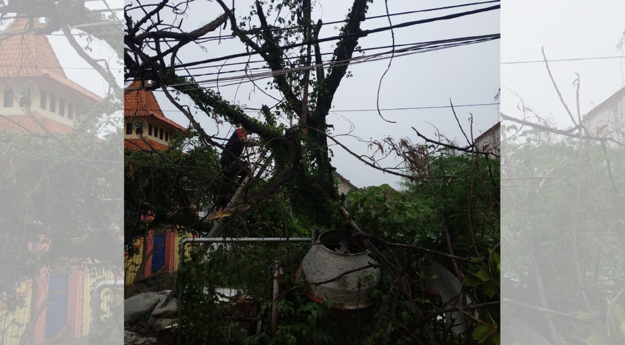 Pohon tumbang yang menimpa kabel listrik PLN. (Foto: Istimewa)