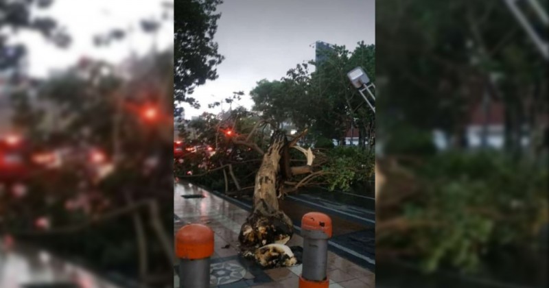 Ilustrasi pohon tumbang di Jalan Darmo Surabaya pada 6 Januari 2020 lalu. (Foto: Istimewa)