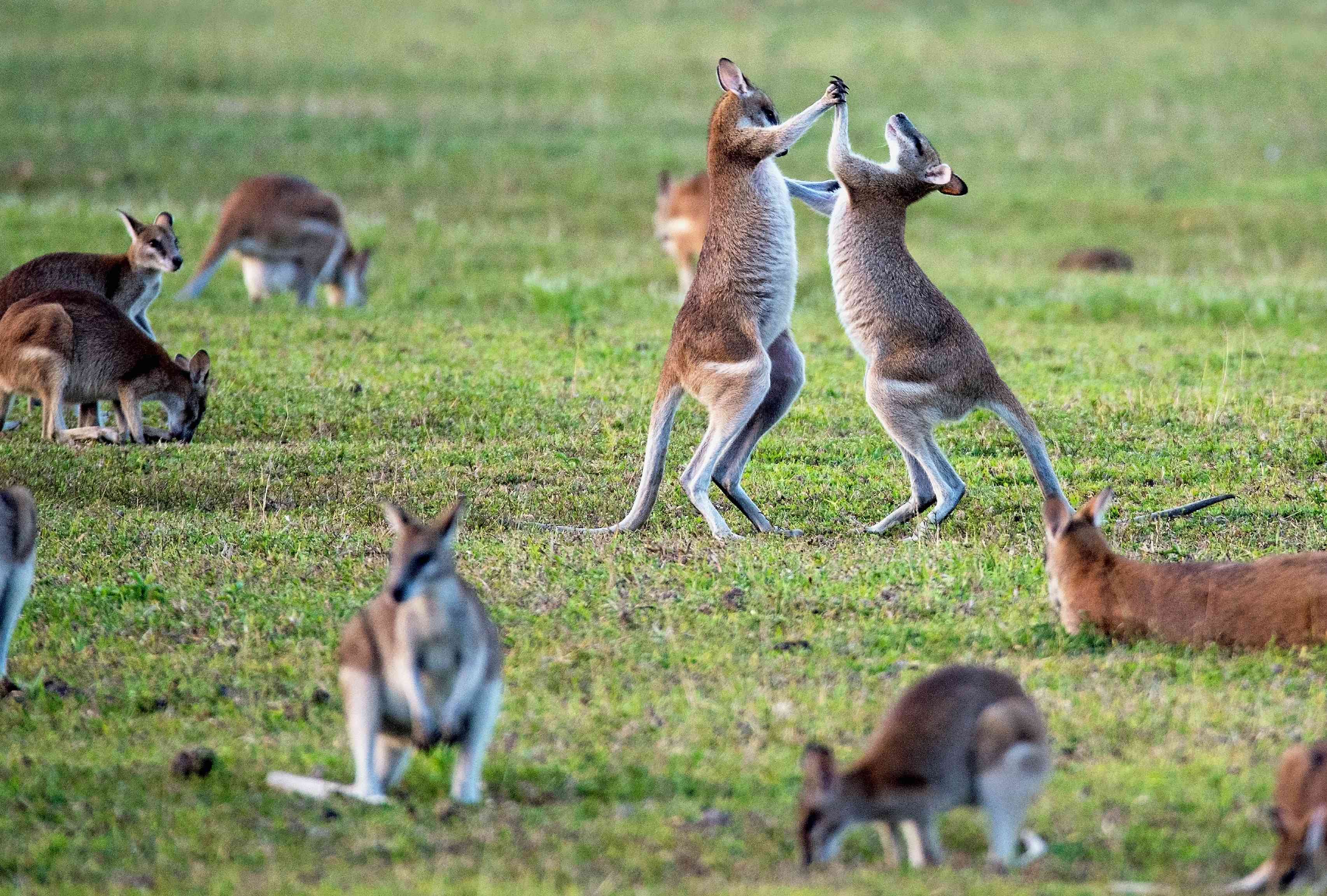 Kanguru di padang rumput. (Foto:Unsplash)