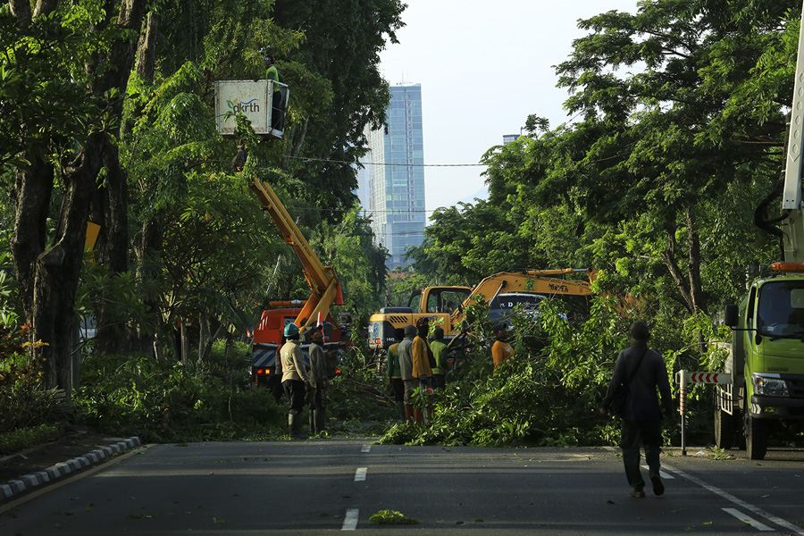 Pemangkasan pohon yang dilakukan DKRTH pada hari sabtu 11 Januari 2020 di Jalan ahmad Yani surabaya. (Foto: DKRTH SURABAYA/ngopibareng.id)