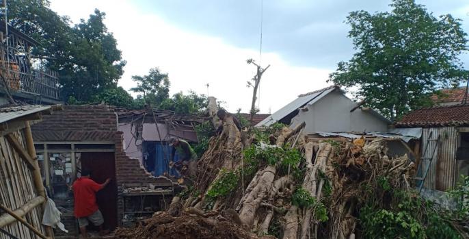 Rumah warga di Pasuruan tertimpa pohon akibat hujan disertai angin. (Foto: Dok Humas)