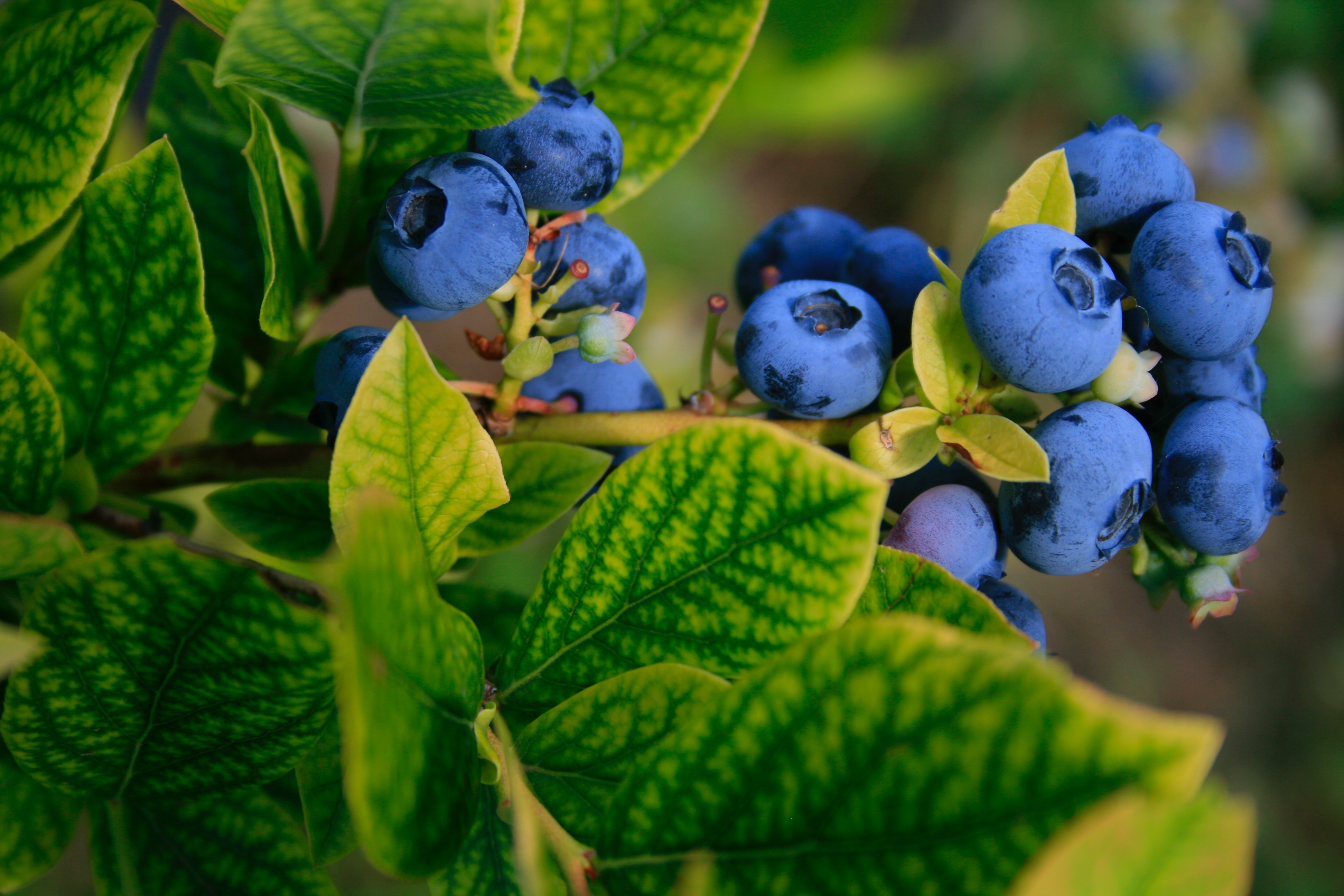 Buah blueberry. (Foto:Unsplash)