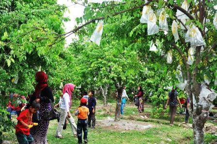 Sejumlah pengunjung menikmati Agrowisata Belimbing yang ada di Desa Ngringinrejo, Kecamatan Kalitidu, Kabupaten Bojonegoro. (Foto: Dok/Ngopibareng)