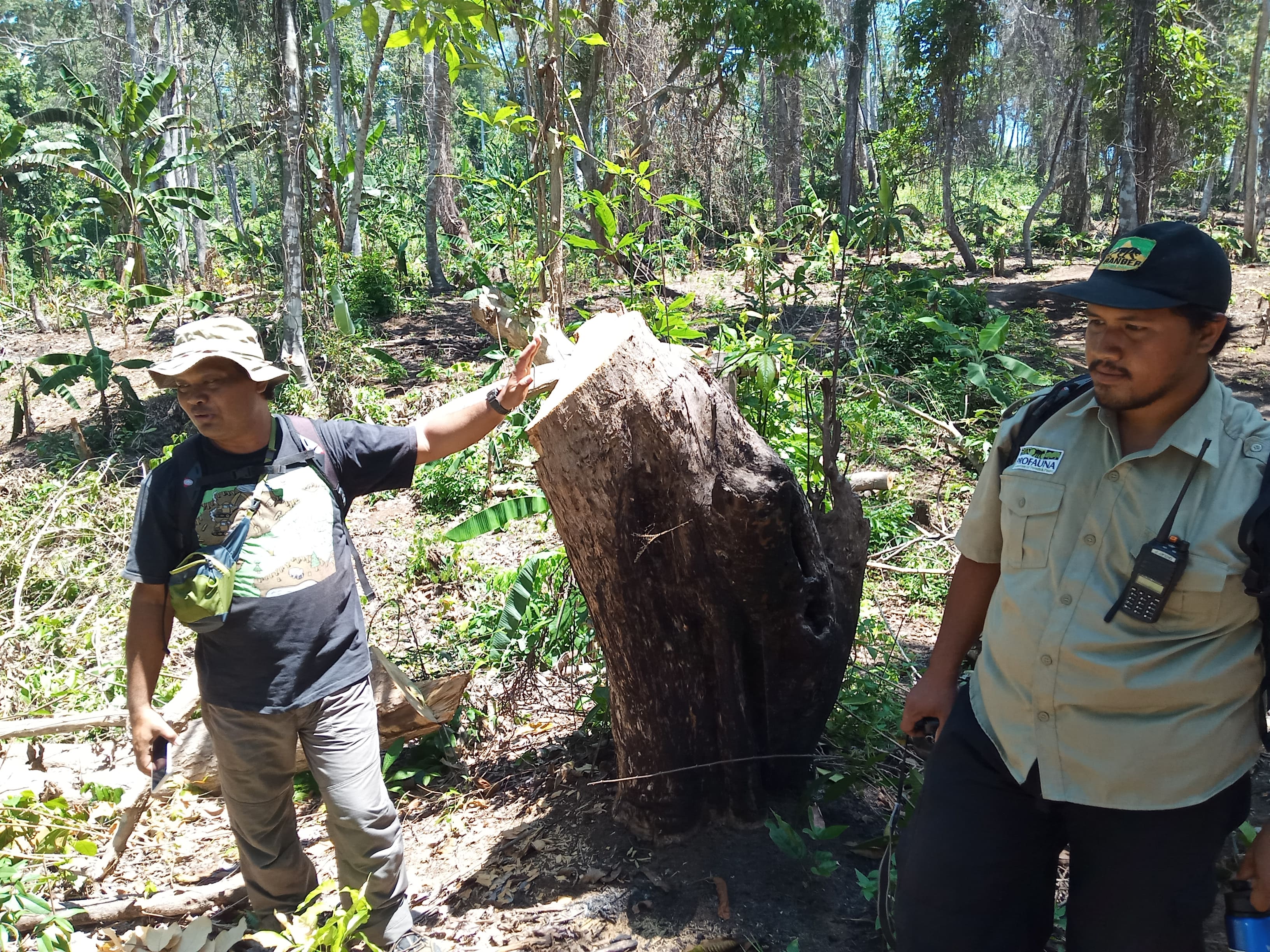 Ketua Profauna, Rosek Nursahid dan Juru Kampanye Profauna, Erik Yanuar memperlihatkan pohon hasil pembalakan liar di Hutan Lindung Sendiki (Theo/ngopibareng.id)
