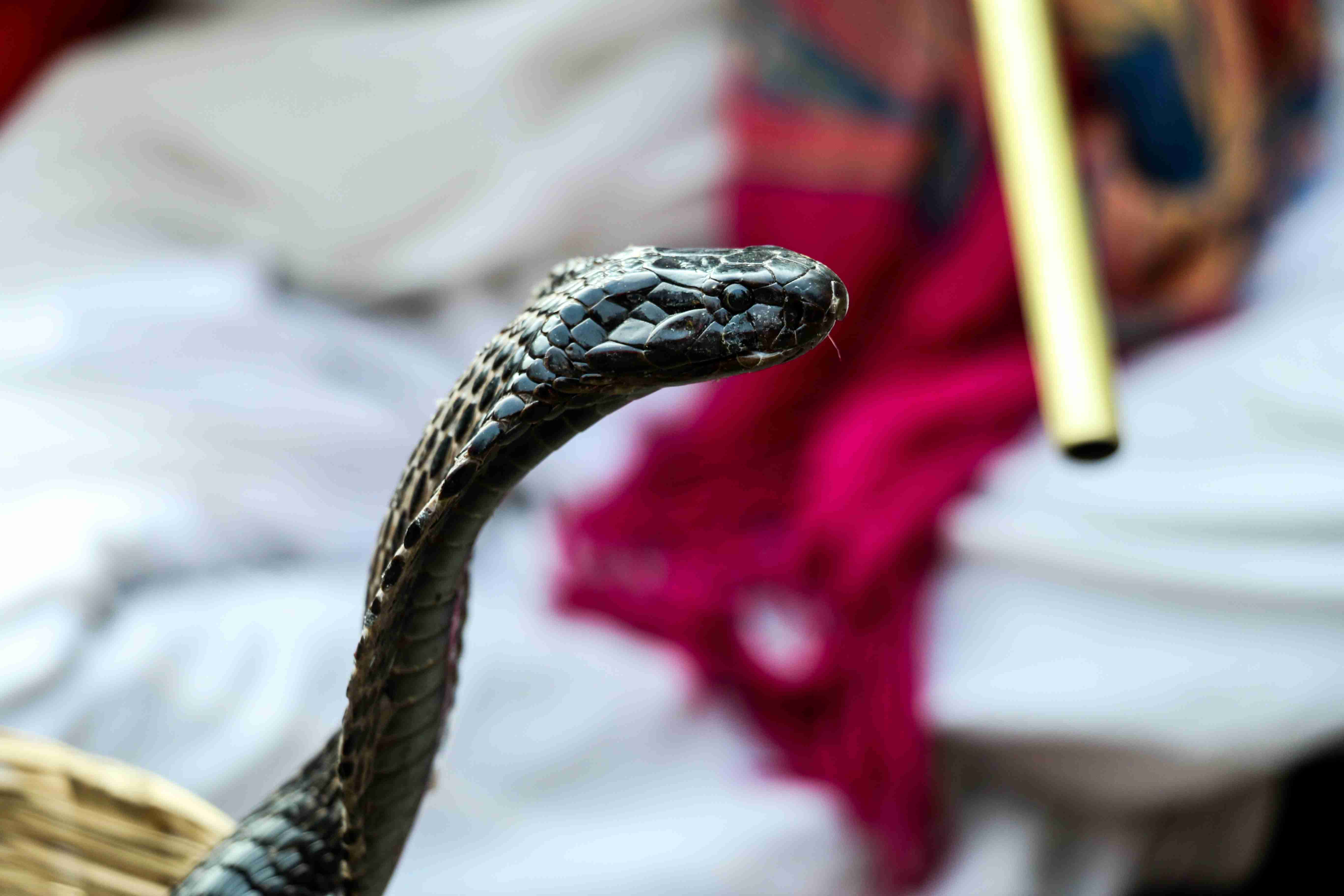Ular kobra. Ilmuwan China menduga jika virus corona jenis baru menular dari ular ke manusia. (Foto:unsplash)