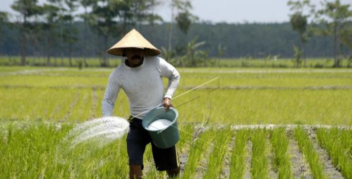 Seorang petani sedang memupuk tanaman padi di sawah. (Foto: Dok Humas)