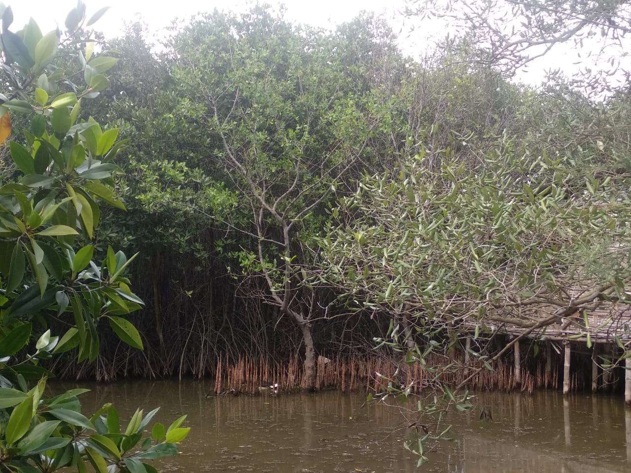 Hutan mangrove Wonorejo Surabaya. (Foto: Rizqy//ngopibareng.id)