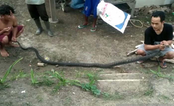 Ade Nugraha (kanan), dengan ular kong kobra yang berhasil ditangkapnya. (Foto:Antara)