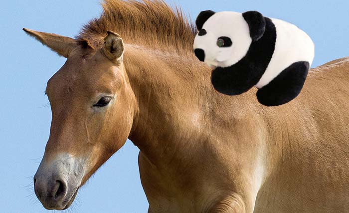 Ilustrasi Seorang warga Uighur di Xinjiang menyumbang 11 ekor kuda untuk atasi virus Corona. (Ngopibareng)