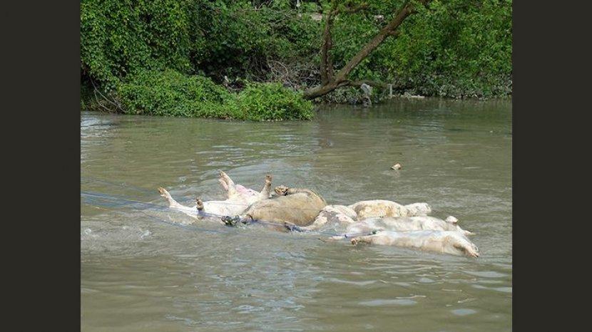 Bangkai babi dibuang sembarangan. Diduga babi ternak mati karena wabah kolera. (Foto: Antaranews)