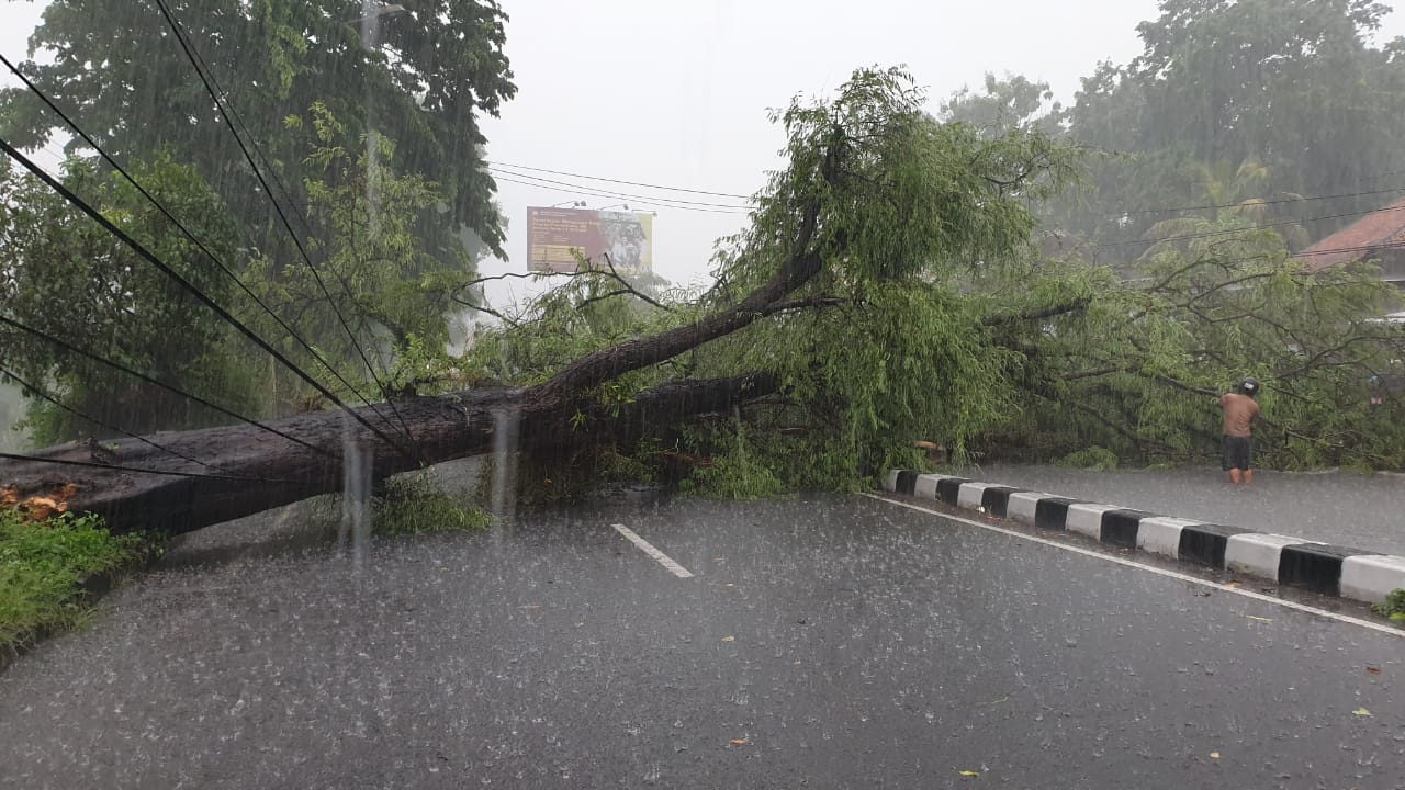 Pohon besar tumbang di jalan Magelang, dekat Rumah Makan Mbok Berek akibat hujan disertai angin kencang landa sebagian wilayah Yogyakarta. (Foto: Istimewa)